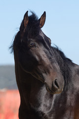 Face portrait of a young spanish horse stallion
