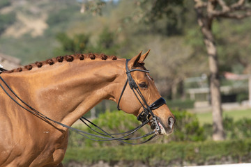 Face portrait of a hanoverian horse in a dressage competition