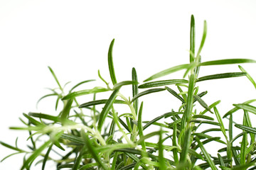 Rosemary green plant close up on white background 