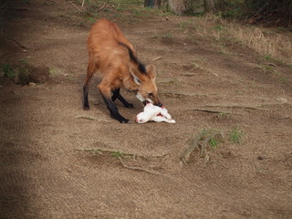 Maned Wolf with dead rabbit as food in his mouth