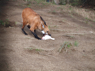 Maned Wolf about to pick up a dead rabbit for food
