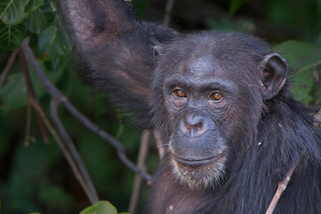 Chimpanzee (Pan troglodytes) adult female, Chimpanzee Rehabilitation Project, River Gambia National Park, Gambia.