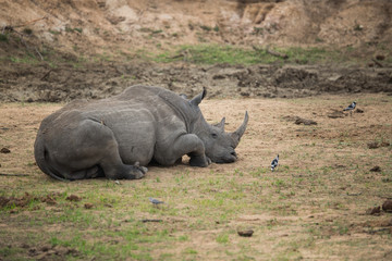 Fototapeta premium Rhino relaxing at a waterhole whilst an elephant quenches its thirst