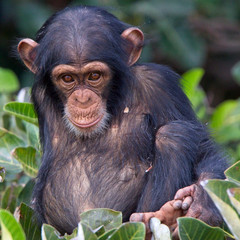 Young Chimpanzee (Pan troglodytes) in a tree, Chimpanzee Rehabilitation Project, River Gambia National Park, Gambia.