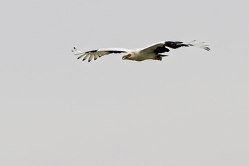 Palm-nut Vulture (Gypohierax angolensis) adult in flight, Gambia.
