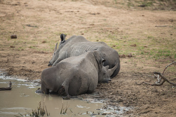 Obraz premium Rhino relaxing at a waterhole whilst an elephant quenches its thirst