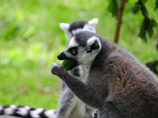 Monkey, Ring Tailed Lemur eating a cucumber in front of another lemur in background. Lemur with open mouth and cucumber in his hand.