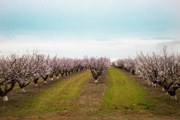 Blooming orchard (apricot) in the spring in the Krasnodar territory. Rows of planted flowering trees in perspective against the background of grass and sky (horizon