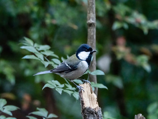 Obraz premium Japanese tit perched on broken tree trunk