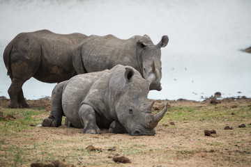 Obraz premium Rhino relaxing at a waterhole whilst an elephant quenches its thirst