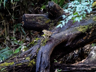 black-faced bunting on a fallen log 15