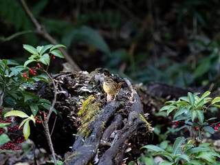 black-faced bunting on a fallen log 11