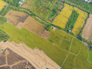 Colorful pattern of green yellow and black burn rice plantation field