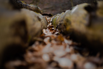 Holz im Wald