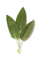 Salvia Leaves on White