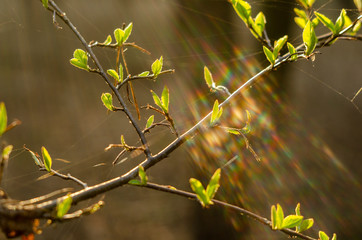 Spring flowers in the sunlight on the street
