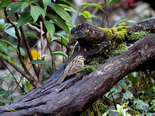 black-faced bunting on a fallen log 18