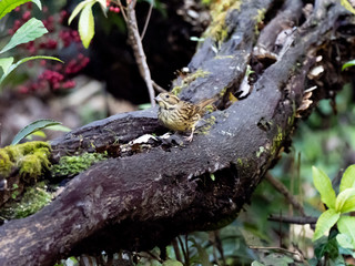 black-faced bunting on a fallen log 19