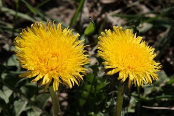 Yellow flowers of dandelion (Taraxacum officinale) on the meadow - medicinal plant