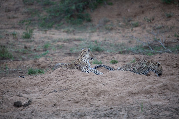 Leopardess and her cub playing out in the open.