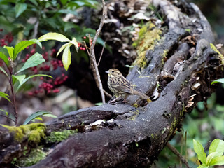 black-faced bunting on a fallen log 1