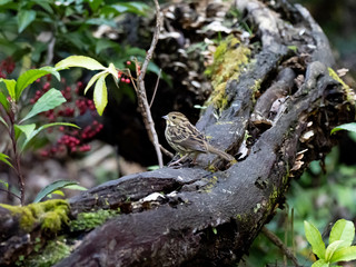 black-faced bunting on a fallen log 3