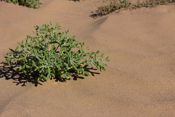 Pianta nel deserto
