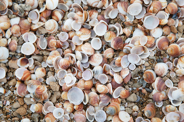Texture of seashells on the sea coast