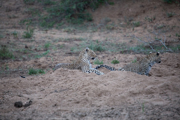 Leopardess and her cub playing out in the open.