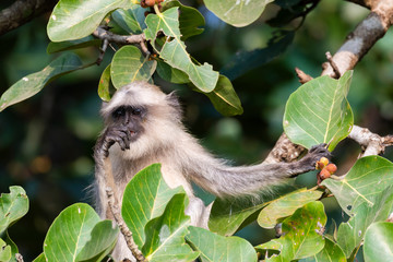A Hanuman langur feeding on leaves inside Pench tiger reserve during a wildlife safari