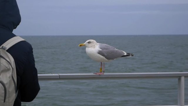 Seagull watches people from a Railing By Water