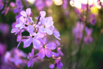 Obraz na płótnie Canvas close up of purple flowers in the garden