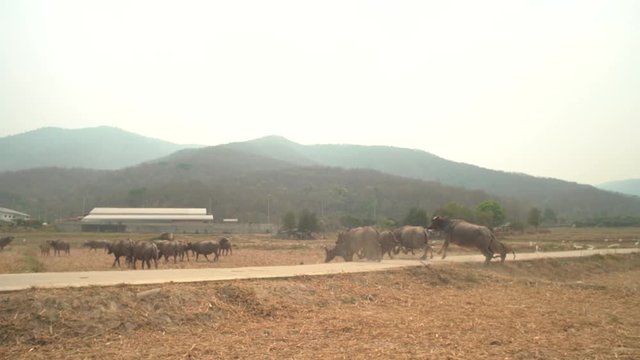 The buffalo was running in the heat of the rice field.