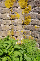 Mauer, Alt, Wand, Moos, Stein, Backstein,