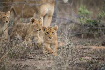 Lion pride with tiny little cubs