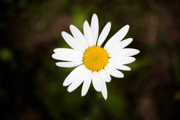 white daisy flower on the dark background