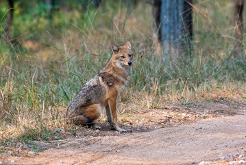 A golden Jackal relaxing inside Pench tiger reserve in Madhya Pradesh during a wildlife safari