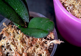 Dried sphagnum moss in a pot with orchid