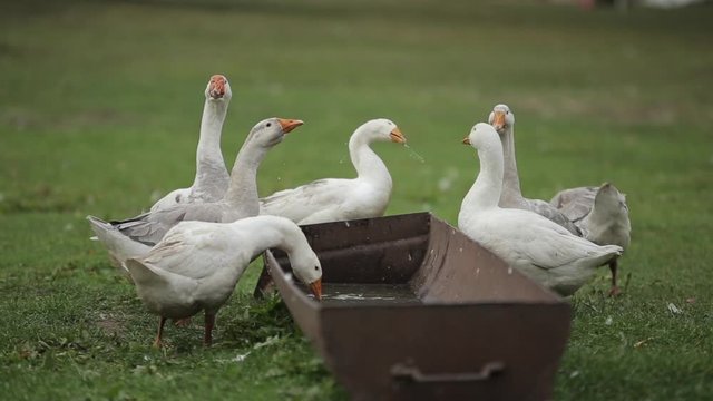 Geese walk and drink water on the farm outdoors. Close-up