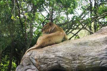 alone lioness sleeping on top of a huge rock