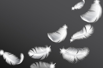 Flying white feathers. Falling realistic bird or angel wings feather flow vector background