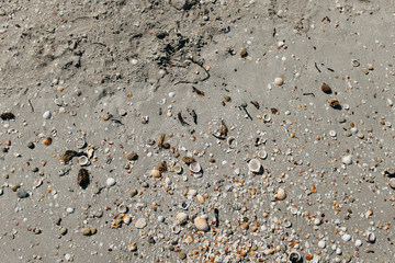 Beach sand closeup with shells and stones