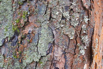 natural background - tree bark close-up