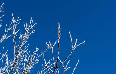 White frost on small tree branches stand out beautifully against a bright blue sky on a cold winter morning in southwest Missouri. Bokeh.