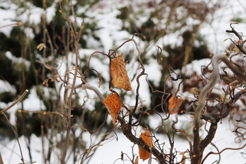 winter in the village. dry leaves on a bush
