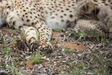 Cheetah mother with small cubs still suckling