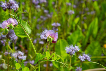 Blumenwiese