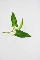 Fototapeta premium green leaves on white background