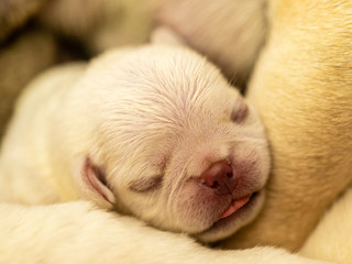Closeup on white pug puppy sleeping on top of his siblings