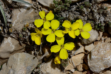 Aladaglar National Park ( Endemic Plants )  Nigde Turkey